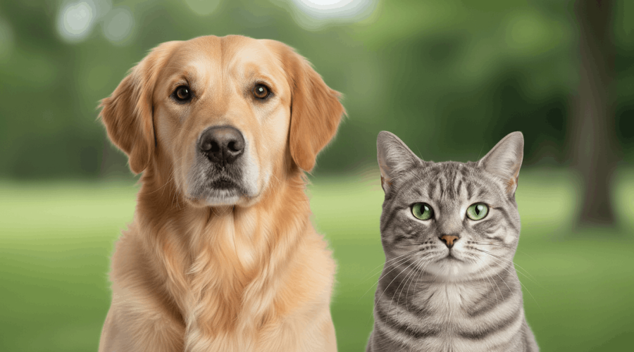 Pet Nutrient Deficiencies Explained: Subtle Signs Your Dog or Cat May Be Missing Key Nutrients