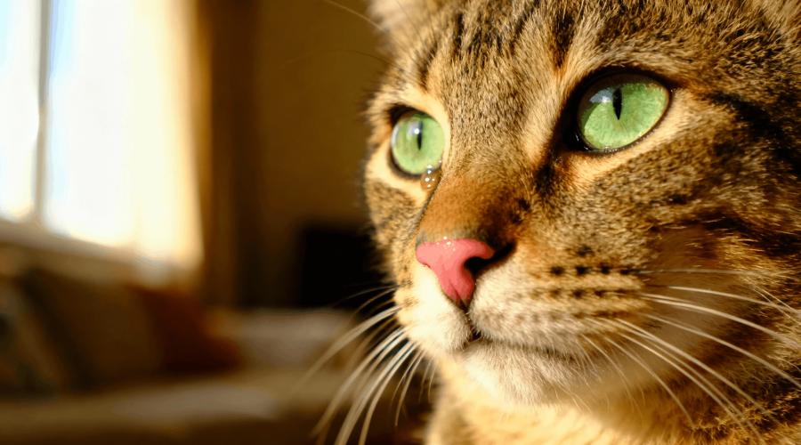 Upper Respiratory Infections in Cats: Why Sneezing and Watery Eyes Matter