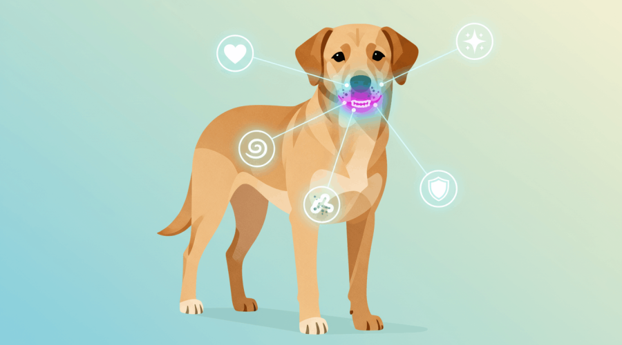 Dog Dental Health Explained: Why Gum Disease Often Goes Unnoticed